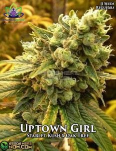 Uptown Girl (regular) - Omuerta Genetix