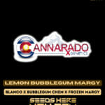Lemon Bubblegum Margy (Regular) - Cannarado Genetics