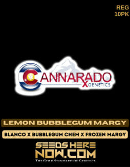 Cannarado Genetics - Lemon Bubblegum Margy {REG} [10pk]Cannarado Lemon Bubblegum Margy