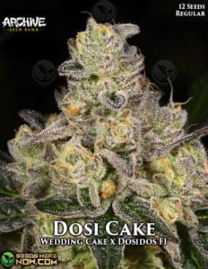 Dosi Cake (Regular) - Archive Seed Bank
