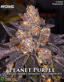 Archive Seed Bank - Planet Purple {FEM} [6pk]Marijuana seed banks