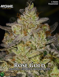 Rose Gold (Feminized) - Archive Seed Bank