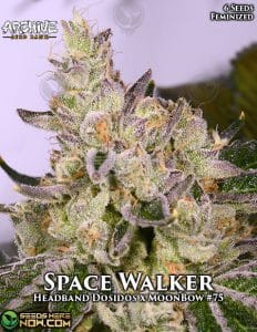 Space Walker (Feminized) - Archive Seed Bank