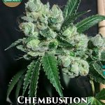Chembustion (Regular) - Green Team Genetics