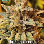 Pie Fructose (Regular) - Green Team Genetics