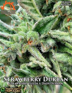 massive-seeds-strawberry-durban