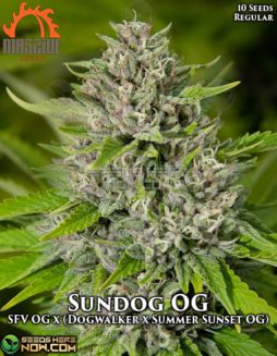 Massive Seeds - Sundog OG {REG} [10pk]Massive-seeds-sundog-og