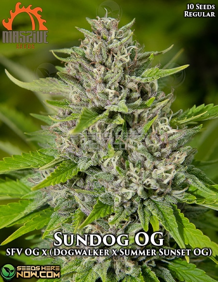Massive-Seeds-Sundog-Og