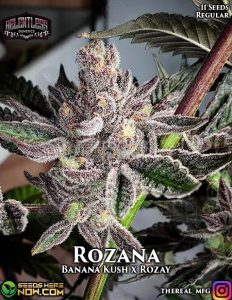 Rozana (regular) - Relentless Genetics