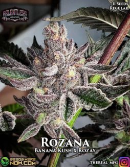 Relentless Genetics - Rozana {REG} [10pk]Marijuana seed banks