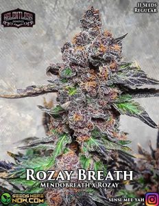 Rozay Breath (regular) - Relentless Genetics