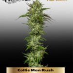 Collie Man Kush (Feminized) - Humboldt Seed Company