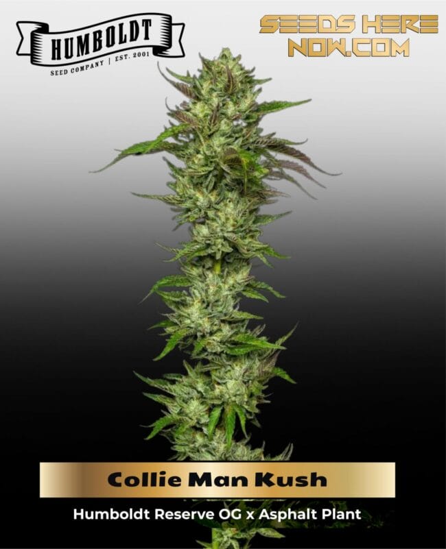 Collie Man Kush (Feminized) - Humboldt Seed Company
