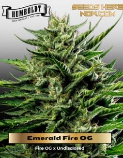 Emerald Fire OG (Feminized) (space) Humboldt Seed Company