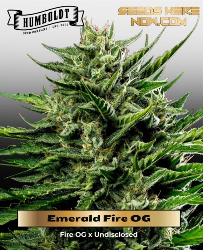 Emerald Fire OG (Feminized) - Humboldt Seed Company
