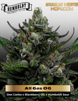 All Gas OG (Feminized) (space) Humboldt Seed Company