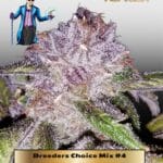 Breeders' Choice Mix #4 (Regular) - DJ Short Seeds