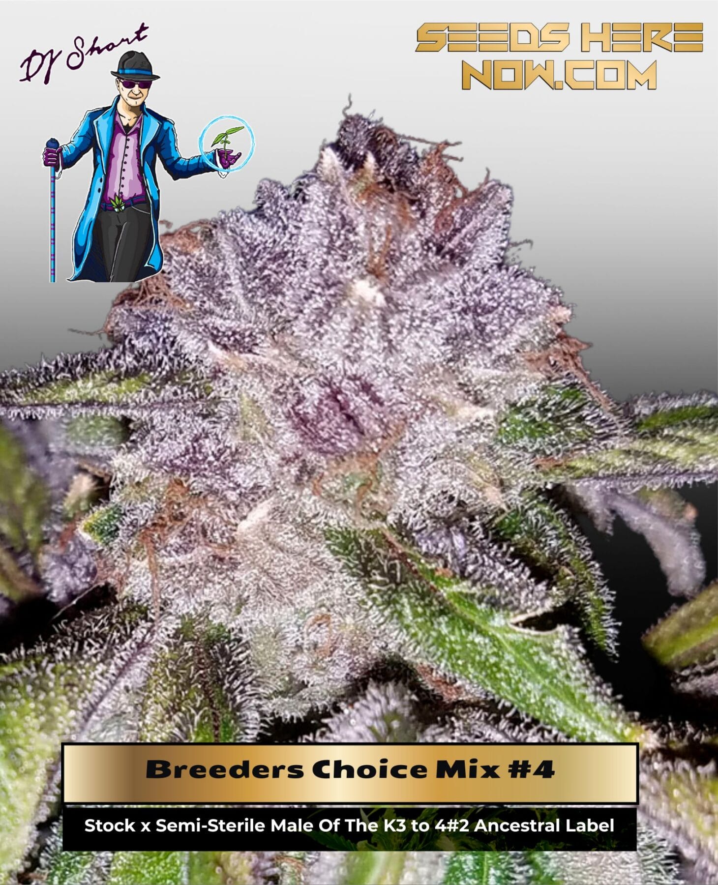 Breeders' Choice Mix #4 (Regular) - DJ Short Seeds
