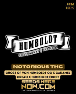 Notorious Thc (feminized) - Humboldt Seed Company