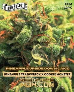 Pineapple upside down cake (feminized) - humboldt seed company