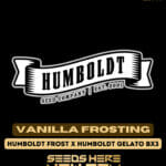 Vanilla Frosting (Feminized) - Humboldt Seed Company