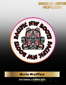 Avi's Koffee (Regular) (space) Pacific Northwest Roots