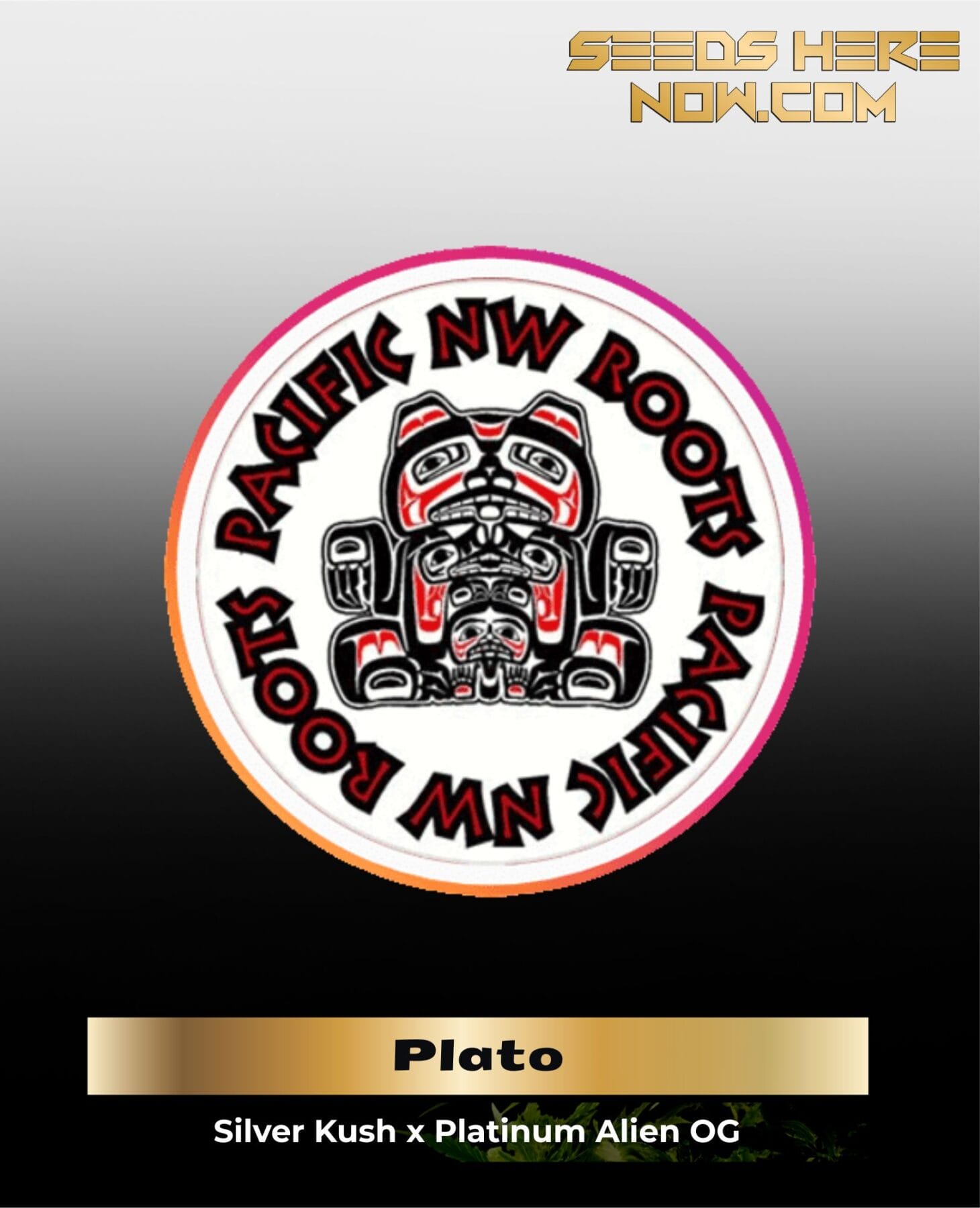 Plato (Regular) - Pacific Northwest Roots