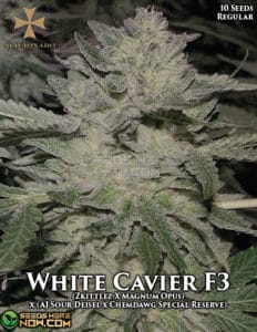 White caviar f3(regular) - aficionado seeds