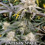 Apes In Space (Regular) - Exotic Genetix