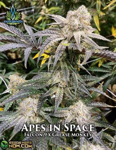 Apes in Space (regular) - Exotic Genetix