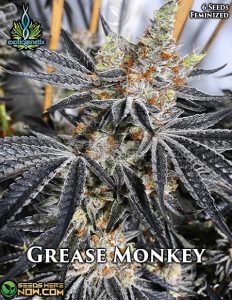 Grease monkey (feminized) - exotic genetix