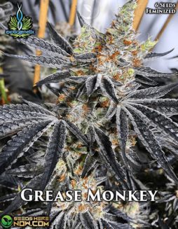 Exotic Genetix - Grease Monkey {FEM} [6pk]