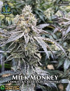 Milk monkey (feminized) - exotic genetix