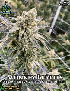 Monkey Berries (regular) - Exotic Genetix