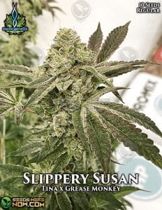 Slippery Susan (Regular) - Exotic Genetix