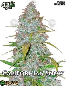 Californian Snow Auto (autoflower) - Fast Buds