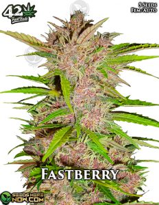 Fastberry Auto (autoflower) - Fast Buds
