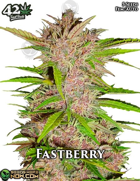 Fast-Buds-Fastberry