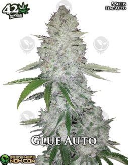 Fast Buds - Glue Auto {AUTOFEM} [5pk]Glue Auto