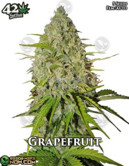 Fast Buds - Grapefruit Auto {AUTOFEM} [5pk]Grapefruit Auto