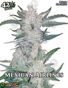 Mexican Airlines Auto (autoflower) - Fast Buds