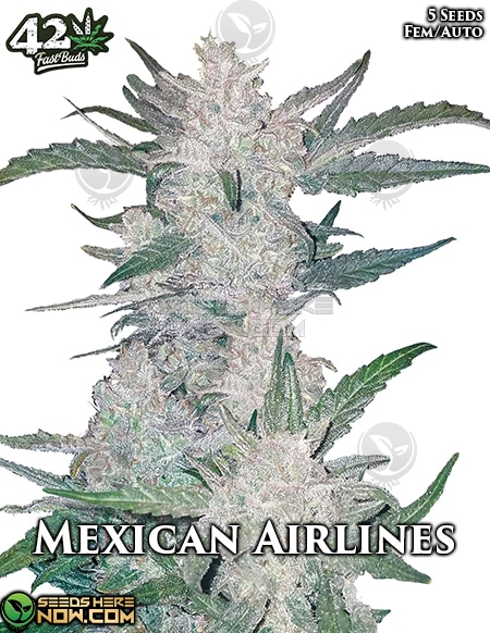 fast-buds-mexican-airlines
