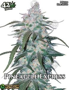Pineapple Express Auto (autoflower) - Fast Buds