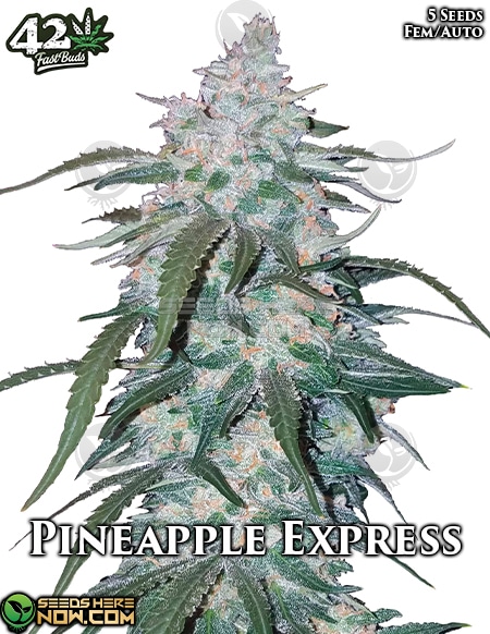 Fast-Buds-Pineapple-Express