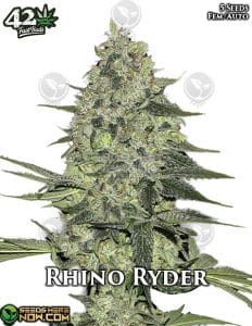 Rhino Ryder Auto (autoflower) - Fast Buds