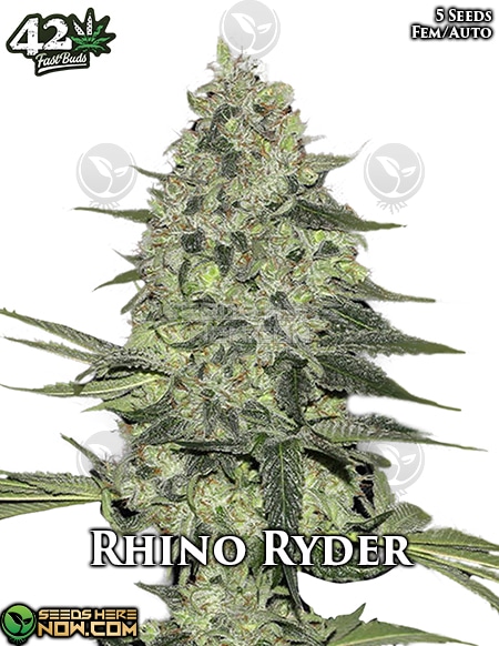 Fast-Buds-Rhino-Ryder