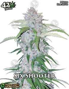 Six Shooter Auto (autoflower) - Fast Buds