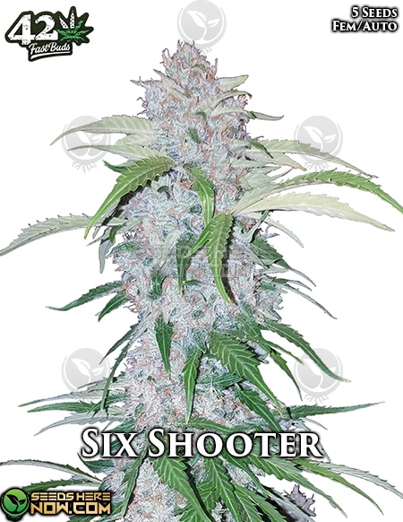Fast-Buds-Six-Shooter