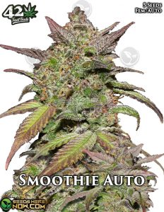 Smoothie Auto (autoflower) - Fast Buds