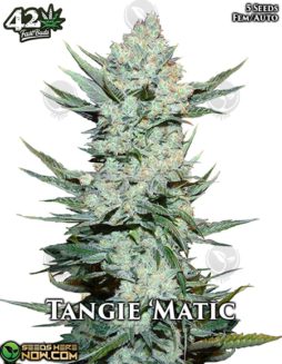 Fast Buds - Tangie 'Matic {AUTOFEM} [5pk]Tangie 'Matic